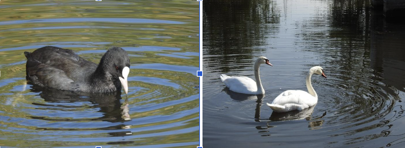 Figura 2. Fulica atra (stânga) și Cygnus olor (dreapta)