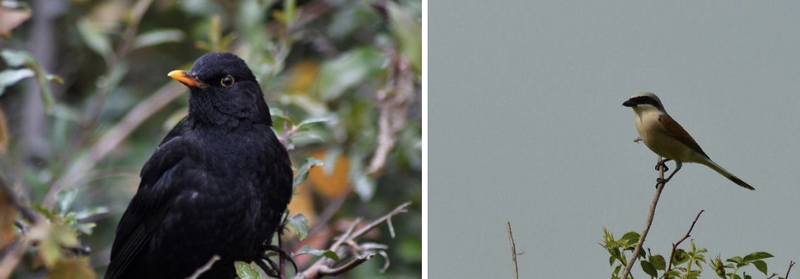 Figura 3. Turdus merula (stânga) și Lanius collurio (dreapta)