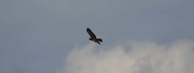 Figura 5. Buteo buteo